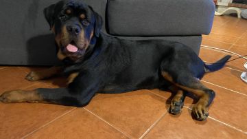 Hotel para Cães