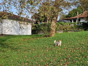Lawn Mowing and Trimming
