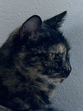 Hotel para Gatos