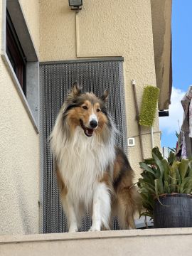Creche para Cães
