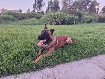 Hospedaje de perros