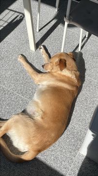 Dog Hotel - Pets