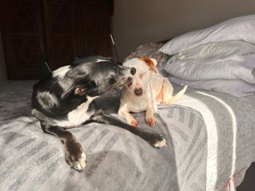 Hotel e Creche para Animais