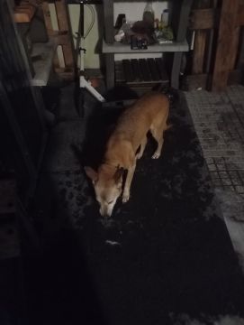 Hotel para Cães