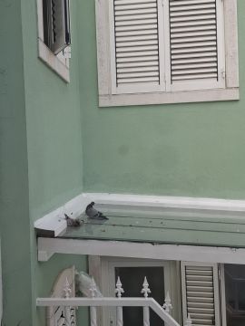 Controlo de Pragas