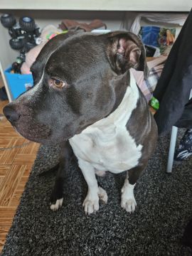 Pet Boarding and Daycare