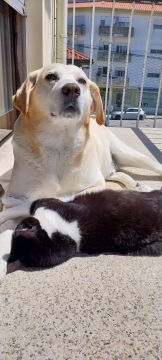 Hotel para Cães