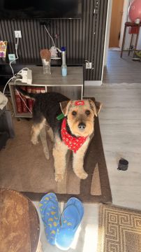 Hotel para Cães