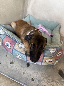 Hotel para Cães