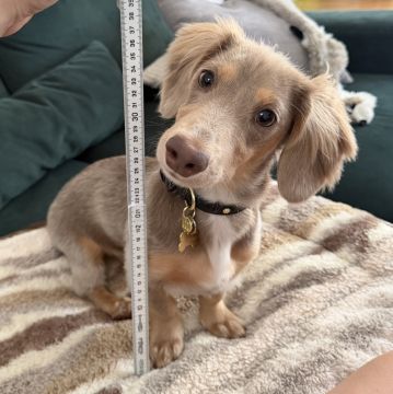 Hotel para Cães - Animais