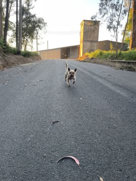 Hotel para Cães