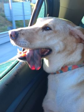 Dog Daycare