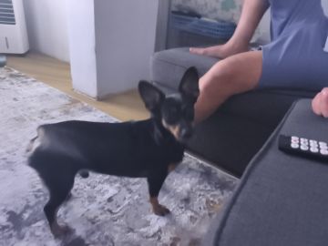Hospedaje de perros