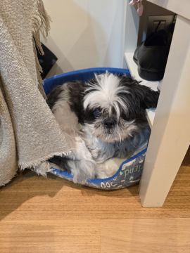 Hotel para Cães