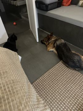 Hotel e Creche para Animais