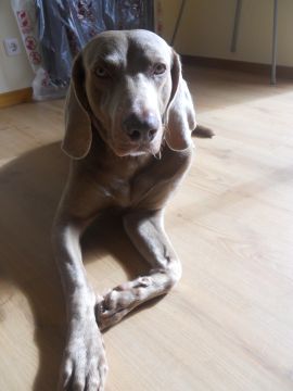 Hospedaje de perros