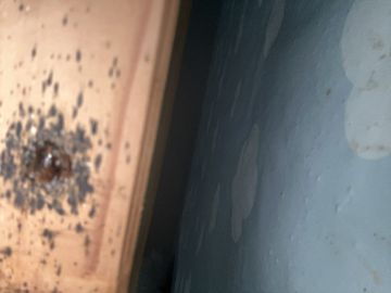 Exterminador de Percevejos