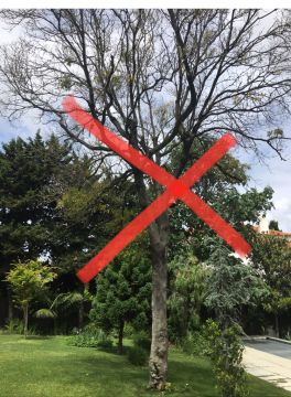 Tree Trimmer - Home Improvements