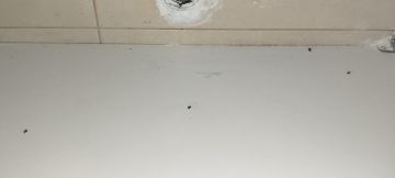 Servicios de control de plagas