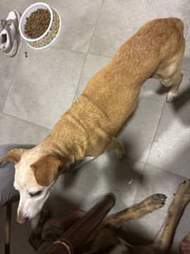 Pension pour chiens