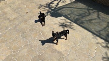Dog Hotel
