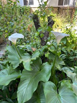 Gardening