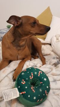 Hundepension