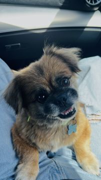 Hotel para Cães