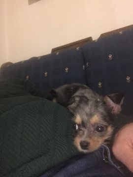 Hotel para Cães
