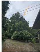Tree Trimmer - Home Improvements
