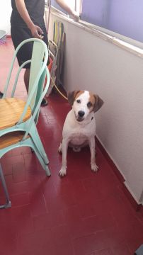 Pension pour chiens