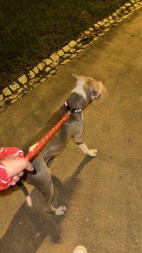 Hotel para Cães