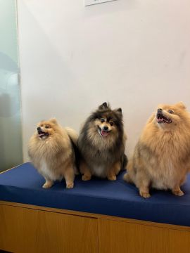 Hotel para Cães