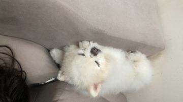 Pet Boarding and Daycare
