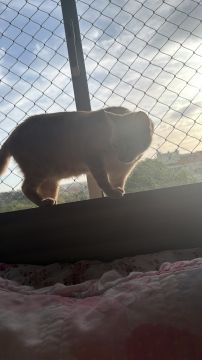 Hotel para Gatos