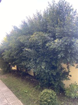 Jardinagem