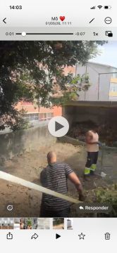 Poda e Manutenção de Árvores