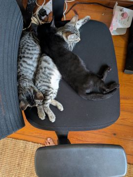 Hotel para Gatos