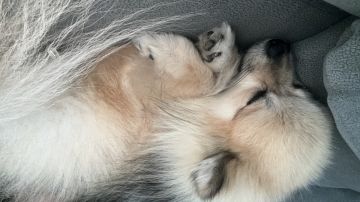 Hospedaje de perros