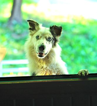 Hotel para Cães