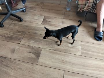 Hotel para Cães