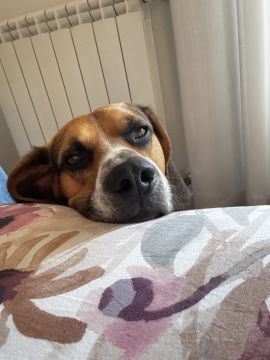 Hotel para Cães