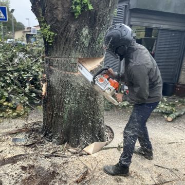 Ivo Silva - Arboricultura - Vila do Conde - Poda e Manutenção de Árvores