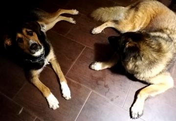 Pension et garderie pour animaux