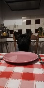 Hotel para Cães