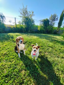 Hospedaje de perros