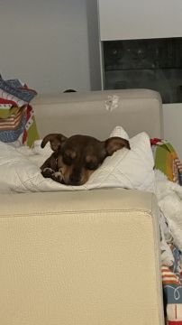 Hotel para Cães