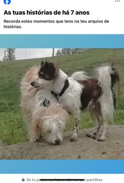 Hotel para Cães