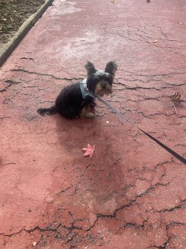 Hotel para Cães