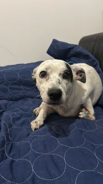 Hotel para Cães